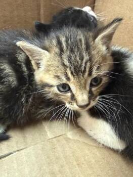 Domestic Short Hair Cats Available for Adoption in Fort Walton Beach, Florida - REESES | PetCurious
