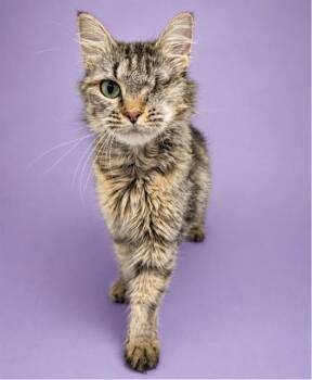 ELIZABETH -  Domestic Short Hair Cat for Adoption in Westminster, Maryland - ELIZABETH | PetCurious