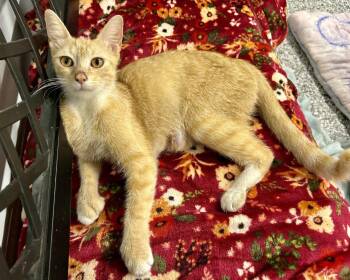 Elizabeth Swan -  Domestic Short Hair Cat for Adoption in Raleigh, North Carolina - Elizabeth Swan | PetCurious