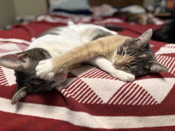 Gene and Gertie -  Domestic Short Hair Cat for Adoption in Seattle, Washington - Gene And Gertie | PetCurious