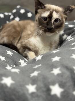 Rescue Siamese Cats for Adoption in Jurupa Valley, California - Fawn | PetCurious