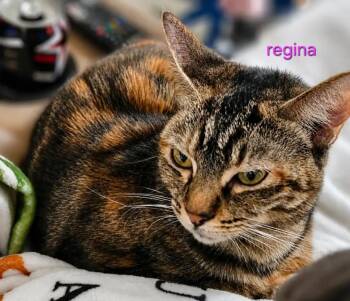 Regina -  Torbie Cat Available for Adoption in Fresno, California - Regina | PetCurious