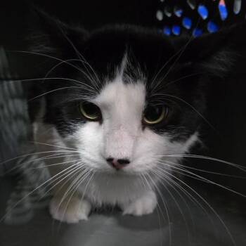 Domestic Medium Hair Cats Available for Adoption in Sioux Falls, South Dakota - Stellan | PetCurious