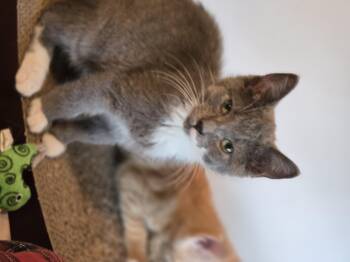 Tsunami -  Domestic Short Hair Cat for Adoption in Bethel Park, Pennsylvania - Tsunami | PetCurious