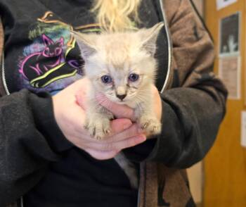 Siamese Cats Available for Adoption in Maumelle, Arkansas - Nene | PetCurious