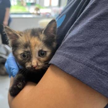 Domestic Short Hair Cats Available for Adoption in Allentown, Pennsylvania - Brooklynn | PetCurious