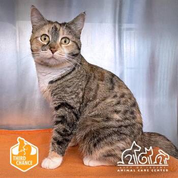 Domestic Short Hair Cats Available for Adoption in Irvine, California - KRIS | PetCurious