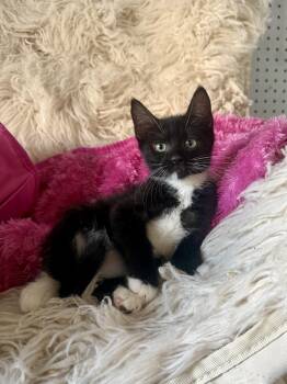 Espresso -  Domestic Medium Hair Cat for Adoption in Jefferson, Louisiana - Espresso | PetCurious