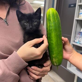 Hop Along 13 -  Domestic Short Hair Cat for Adoption in Austin, Texas - Hop Along 13 | PetCurious