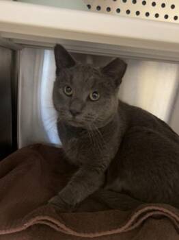 Apollo -  Domestic Short Hair Cat for Adoption in Kansas City, Missouri - Apollo | PetCurious