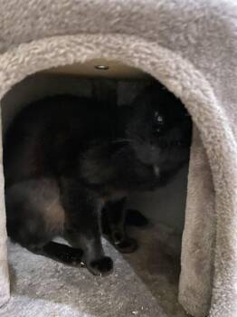 KODA -  Domestic Short Hair Cat for Adoption in Fort Myers, Florida - KODA | PetCurious