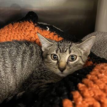 Suzanna -  Domestic Short Hair Cat for Adoption in West Palm Beach, Florida - Suzanna | PetCurious