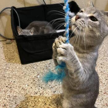Domestic Short Hair Cats Available for Adoption in Abingdon, Maryland - 0426-108 Buddy | PetCurious
