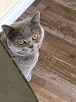 Leo  -  British Shorthair Cat for Sale in San Antonio, Texas - Leo  | PetCurious
