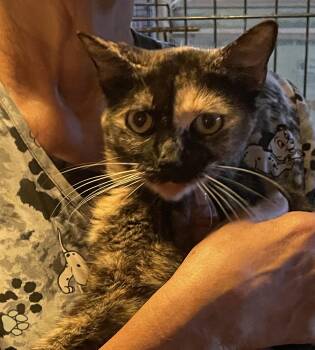 Rescue Tortoiseshell Cats for Adoption in Parkland, Florida - Ella | PetCurious