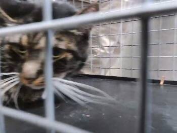 Domestic Short Hair Cats Available for Adoption - WHISKERS | PetCurious