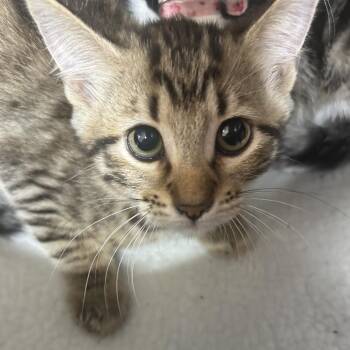 Domestic Short Hair Cats Available for Adoption in Leander, Texas - Jules | PetCurious