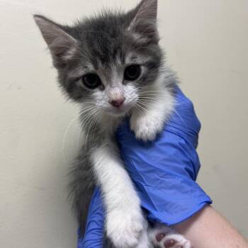 Domestic Short Hair Cats Available for Adoption in Pasadena, California - Little Milo | PetCurious