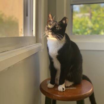 Nickels -  Domestic Short Hair Cat for Adoption in Philadelphia, Pennsylvania - Nickels | PetCurious