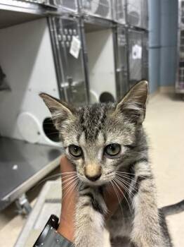 JEEBIE -  Domestic Short Hair Cat for Adoption in Tallahassee, Florida - JEEBIE | PetCurious
