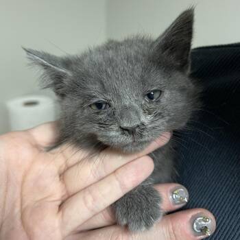 Oriole -  Domestic Medium Hair Cat for Adoption in Bloomington, Illinois - Oriole | PetCurious