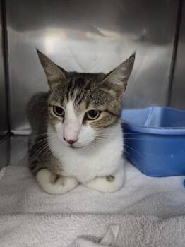 HOUSTON -  Domestic Short Hair Cat for Adoption in Killeen, Texas - HOUSTON | PetCurious