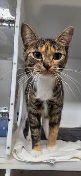 Ija -  Domestic Short Hair Cat for Adoption in Delson, Quebec - Ija | PetCurious