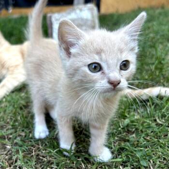 Sage / Wrinkle -  Domestic Short Hair Cat for Adoption in Long Beach, California - Sage / Wrinkle | PetCurious