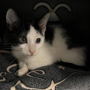 Phil -  Domestic Short Hair Cat for Adoption in West Palm Beach, Florida - Phil | PetCurious