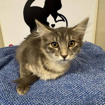 JAMES #2 -  Domestic Long Hair Cat for Adoption in Willows, California - JAMES #2 | PetCurious
