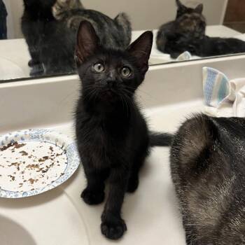 Onyx Brown collar -  Domestic Short Hair Cat for Adoption in Houston, Texas - Onyx Brown Collar | PetCurious