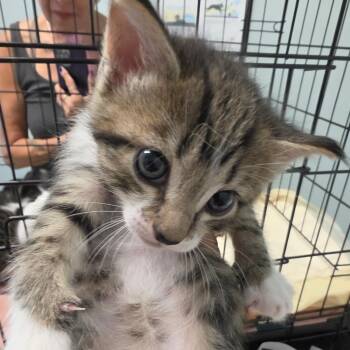 Sweet Pea -  Domestic Medium Hair Cat for Adoption in Leander, Texas - Sweet Pea | PetCurious