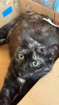 Corvette  -  Domestic Short Hair Cat Available for Adoption - Corvette  | PetCurious