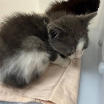 Domestic Short Hair Cats Available for Adoption in Columbus, Georgia - Milo | PetCurious