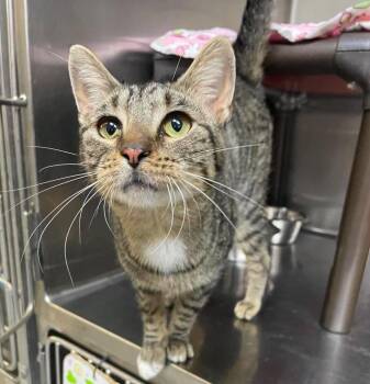Henry -  Domestic Short Hair Cat for Adoption in Stillwater, Oklahoma - Henry | PetCurious