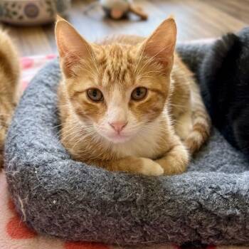 Giggles -  Domestic Short Hair Cat for Adoption in Boca Raton, Florida - Giggles | PetCurious