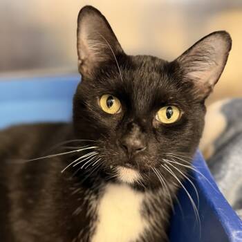 Meatball -  Domestic Short Hair Cat for Adoption in Stafford Township, New Jersey - Meatball | PetCurious