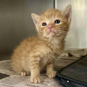 NOBARA -  Domestic Short Hair Cat for Adoption in Riverside, California - NOBARA | PetCurious