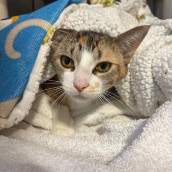 Yuna -  Domestic Short Hair Cat for Adoption in Puslinch, Ontario - Yuna | PetCurious