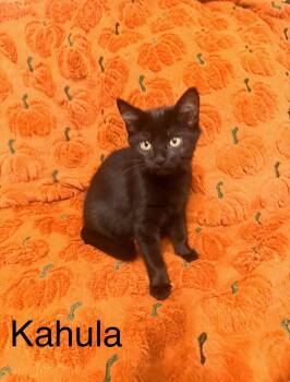 Kahlua and Bacardi -  Domestic Short Hair Cat for Adoption in Roxbury Township, New Jersey - Kahlua And Bacardi | PetCurious