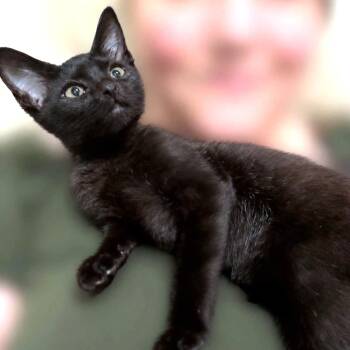 Valkyrie -  Domestic Short Hair Cat for Adoption - Valkyrie | PetCurious