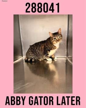 Domestic Medium Hair Cats Available for Adoption - ABBY GATOR LATER | PetCurious