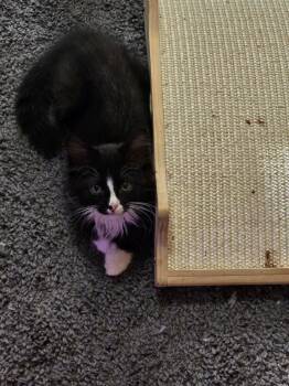 Carter -  Domestic Medium Hair Cat for Adoption in Hinckley, Illinois - Carter | PetCurious
