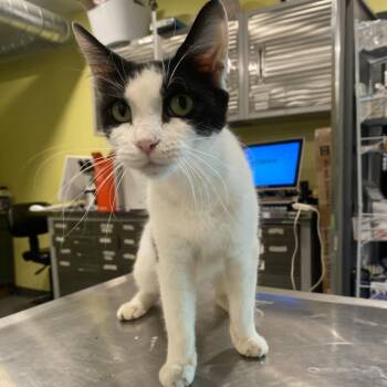Danish -  Domestic Short Hair Cat for Adoption in West Des Moines, Iowa - Danish | PetCurious