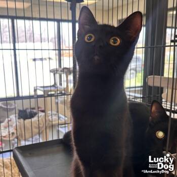 Domestic Short Hair Cats Available for Adoption in Washington, District Of Columbia - Edith | PetCurious