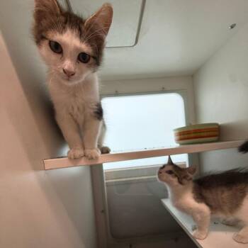 Scoot -  Domestic Short Hair Cat for Adoption in Branford, Connecticut - Scoot | PetCurious