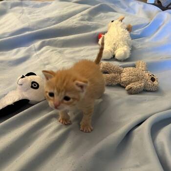 Overo -  Domestic Short Hair Cat for Adoption in Philadelphia, Pennsylvania - Overo | PetCurious
