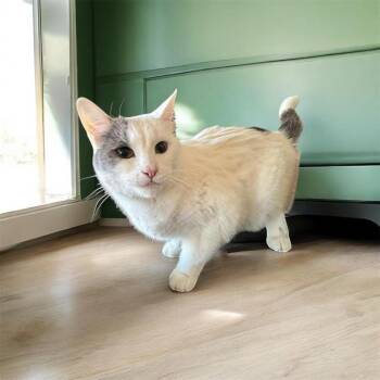 Magical Pixie -  Domestic Medium Hair Cat Available for Adoption in Mount Laurel Township, New Jersey - Magical Pixie | PetCurious