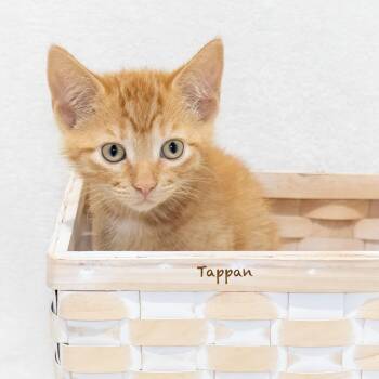 Tappan -  Domestic Medium Hair Cat for Adoption in Hot Springs Village, Arkansas - Tappan | PetCurious