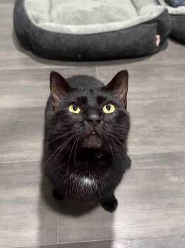Wiggles -  American Shorthair Cat for Adoption in West Newton, Pennsylvania - Wiggles | PetCurious